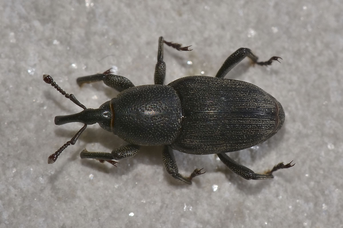 Sphenophorus striatopunctatus, Dryophthoridae